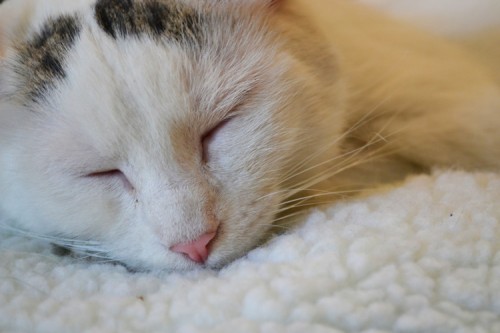 A white kitty cat is sleeping on a white blanket.