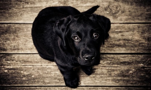 black-hared puppy sitting on a wood-paneled floor