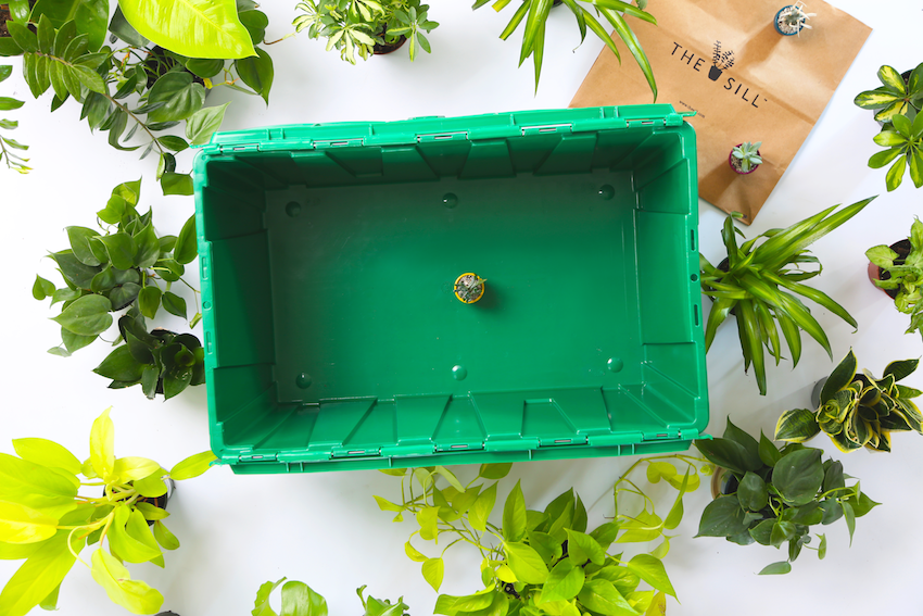 A MakeSpace storage bin with a tiny succulent plant from The Sill inside.