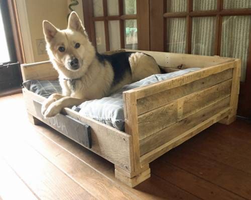 This DIY wood pallet bed is storing a white and black dog.
