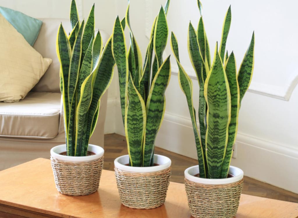 Sansevieria trifasciata houseplants in a planters on a table in a tiny apartment.