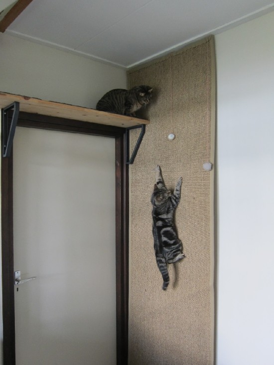 A cat is climbing on a climbing wall/IKEA HACK made of an OSTED rug attached to the wall.