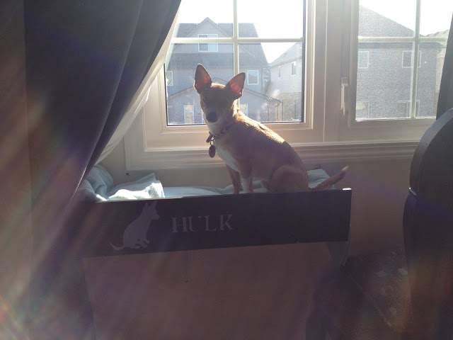 A window shelf for a dog made of Fabian shelves is a creative IKEA hack.