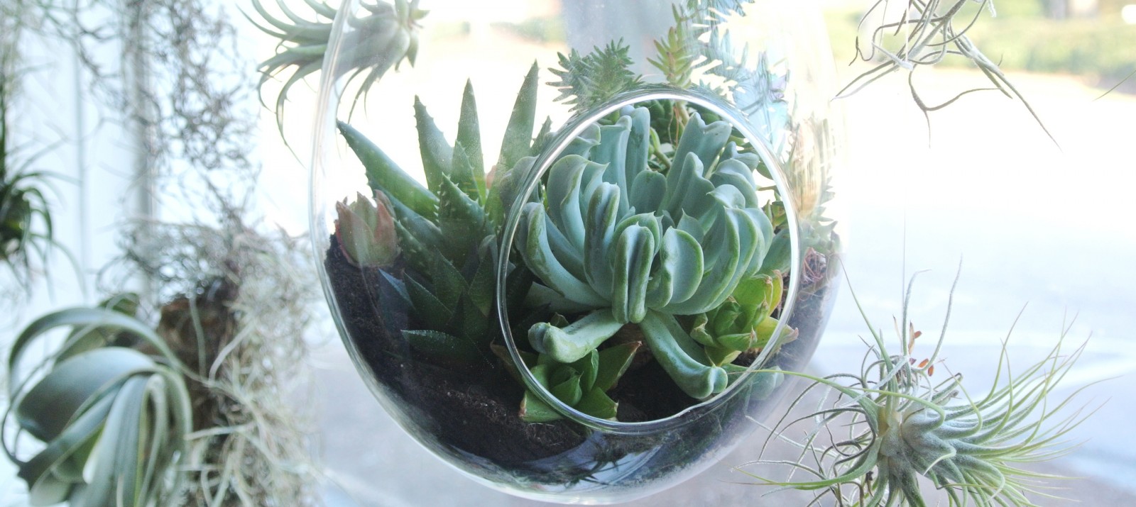 A hanging planter storing a succulent in front of a window.