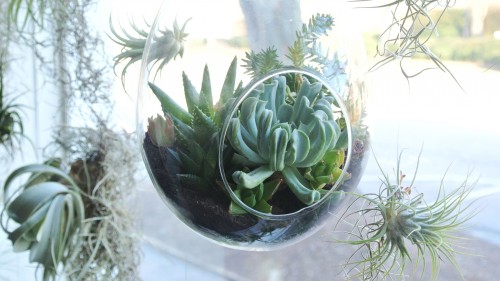 A hanging planter storing a succulent in front of a window.