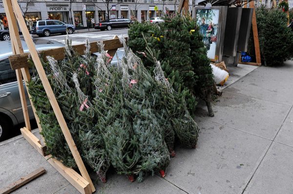 christmas trees for sale in nyc