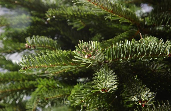 christmas tree close-up