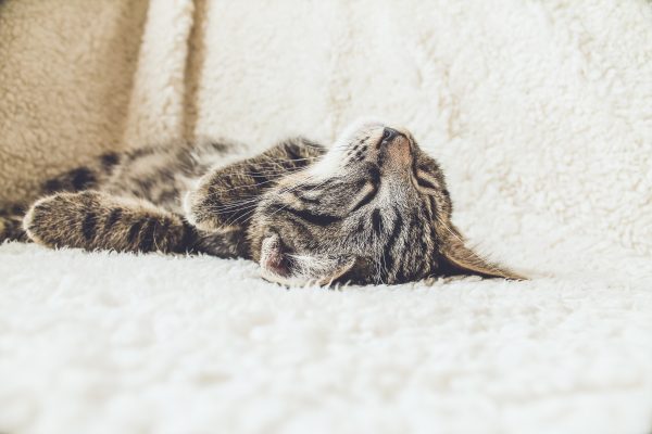 cat sleeping on a hygge rug