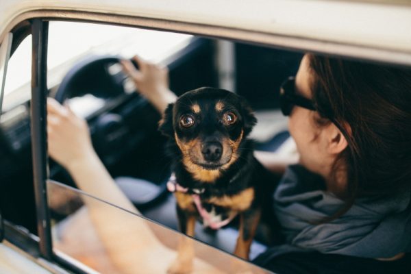 black and brown dog looking out of a moving car window while sitting on its owner's lap