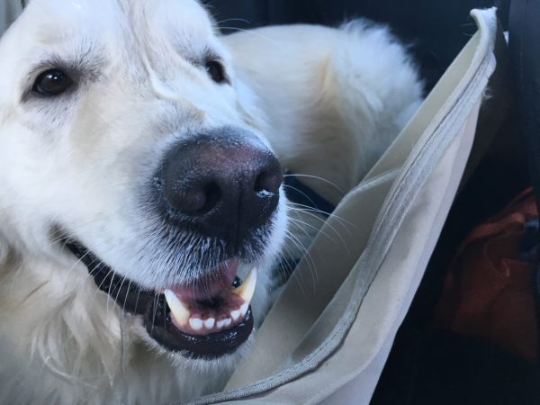 male white golden retriever named chowdah in a seat belt for dogs