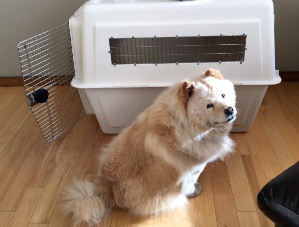 henry, a chow chow who PetRelocation helped move from the US to Mexico, is sitting in front of a dog carrier