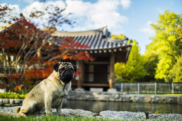 bulldog sitting in the grass in front of a buddhist temple
