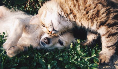 how to move with dogs, cats, and pets