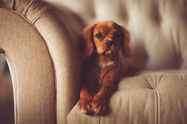 cute brown dog lying on a white fabric sofa