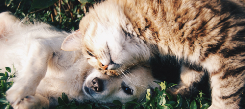 how to cat proof and dog proof your home