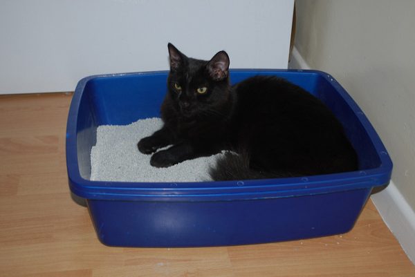 black cat in a blue litter box