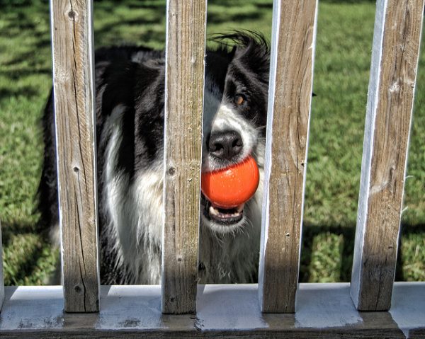 black and white border collie with an orange ball in its mouth standing behind a wooden gate