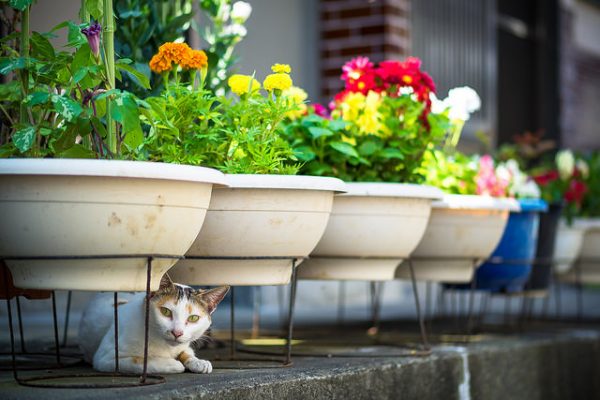white and brown cat sitting underneath raised potted plants