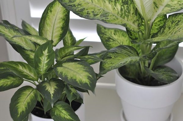 Two houseplants are sitting side by side.