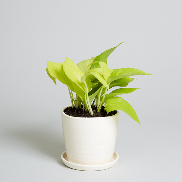 a neon pothos in a white planter pot