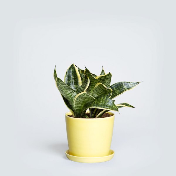 a yellow snakeplant sits in a yellow planter pot 