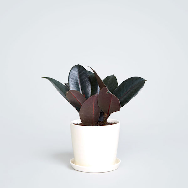 a green rubber tree sits in a white planter pot