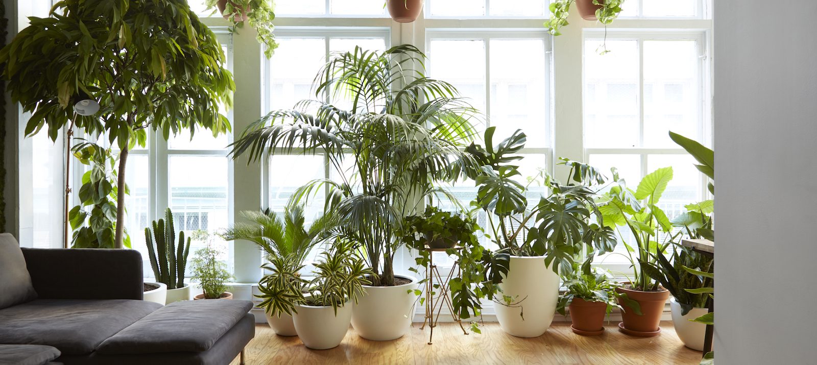 air purifying houseplants