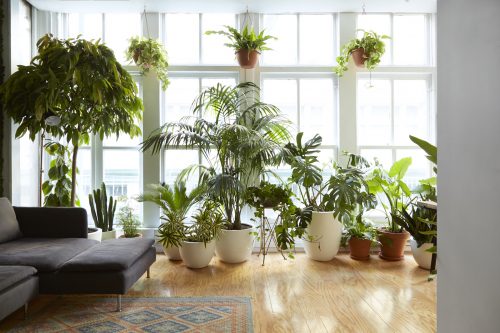 air purifying houseplants