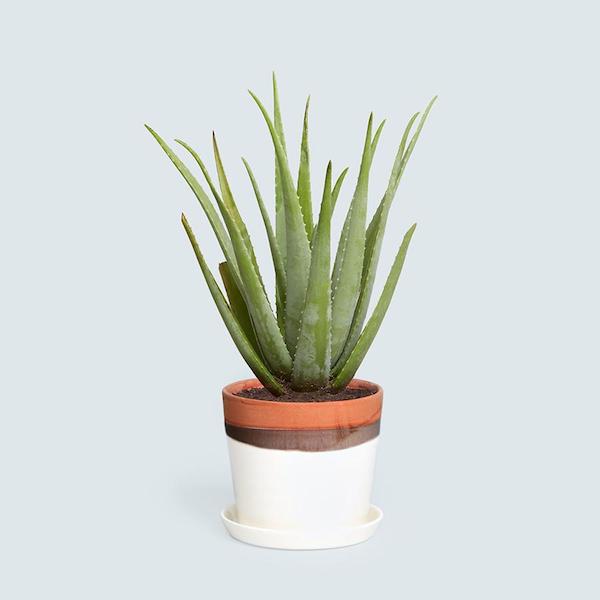A tall aloe stands in a white and tan planter pot