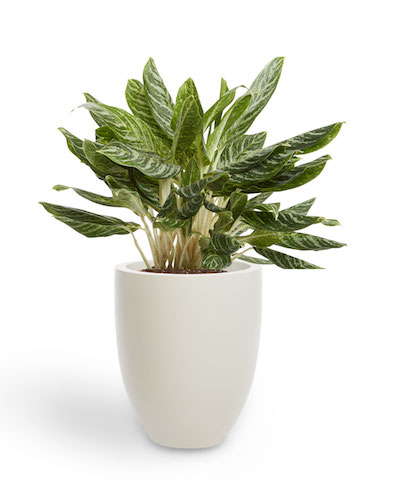 a leafy aglaeonema plant stands in a tall white planter pot