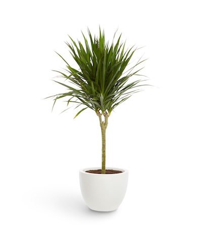 a tall dracaena stands in a white planter pot 