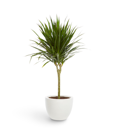 a tall dracaena stands in a white planter pot