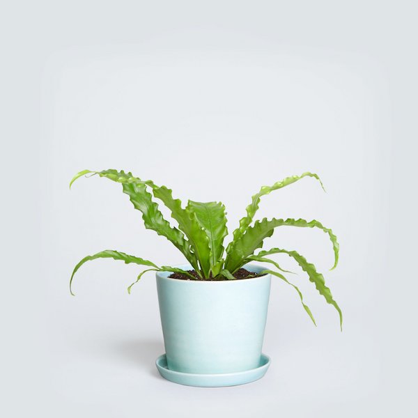 a droopy fern sits in a blue planter pot 