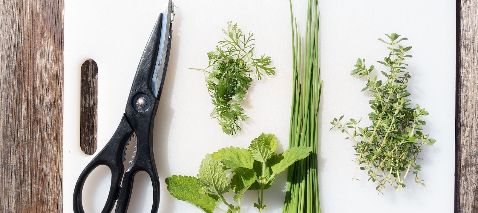 herbs that can be grown at home