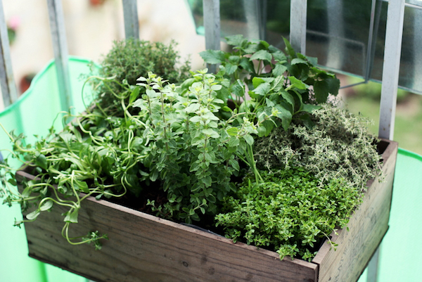 growing herbs on an outdoor balcony