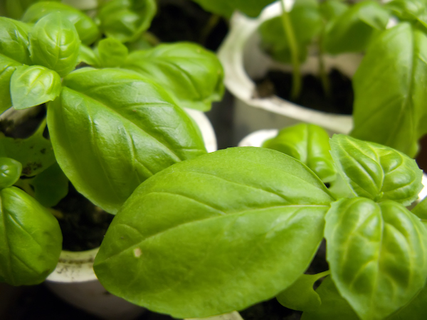 how to grow basil indoors