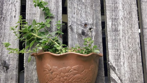 growing oregano in your home garden