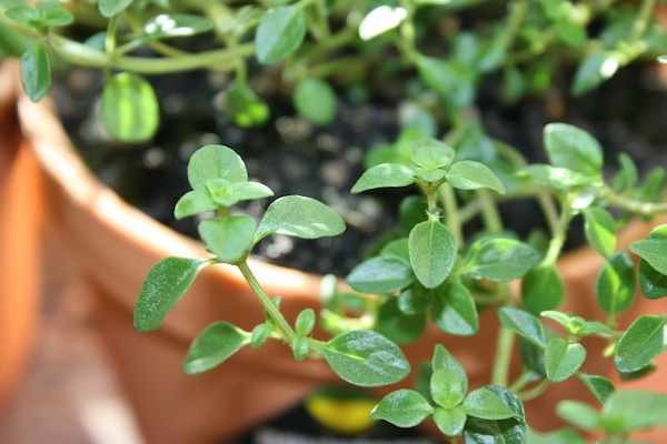 thyme growing in a pot indoors