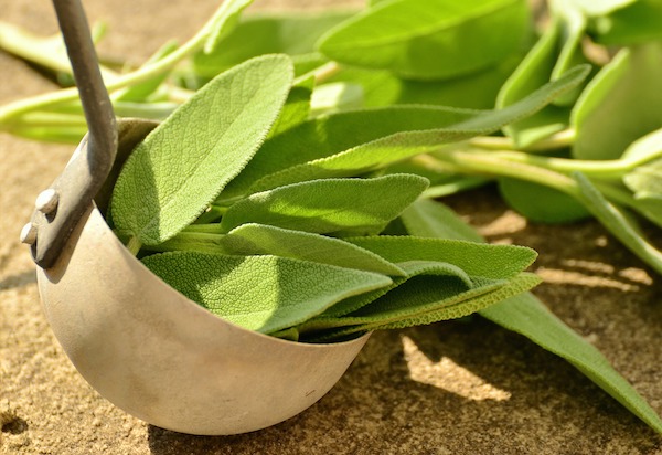 gathering home grown sage for cooking