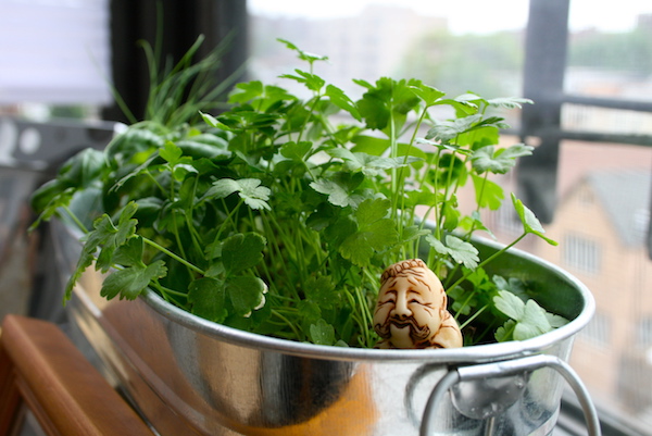 cilantro grown in a bucket indoors