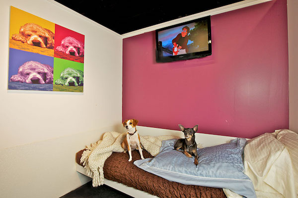 2 dogs relaxing in their posh doggy hotel room