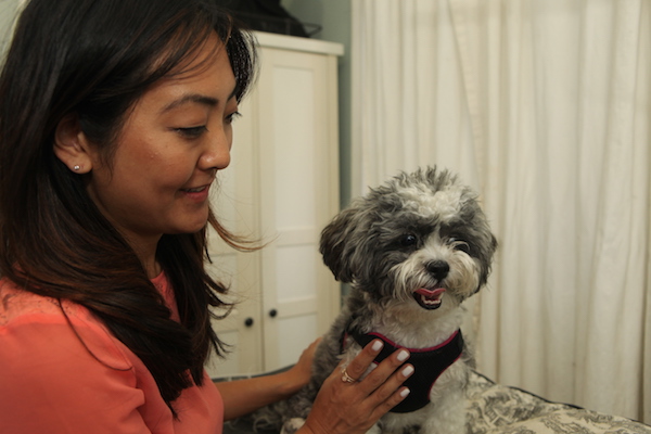 a dog gets a treatment from New York Dog Nanny