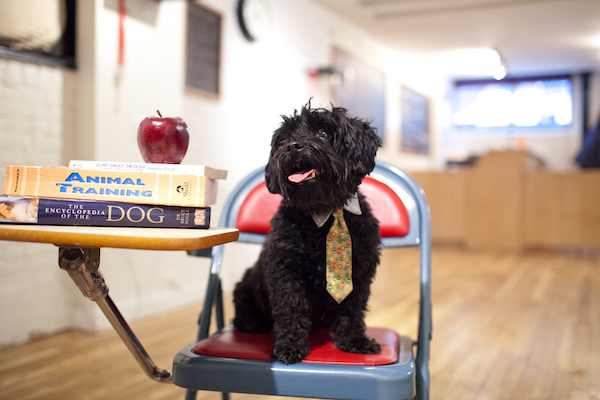 a dog sits in a desk as though he were in school