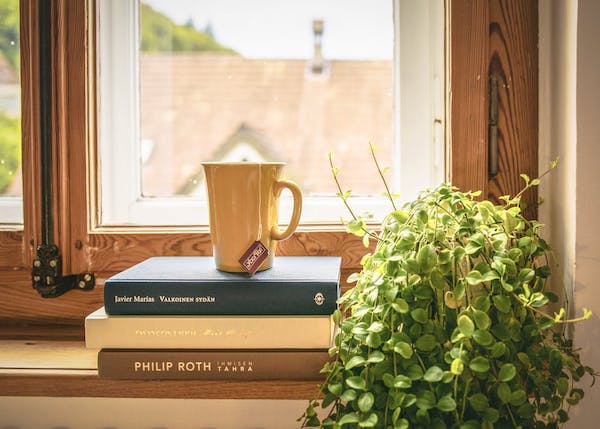 indoor house plant on window sill