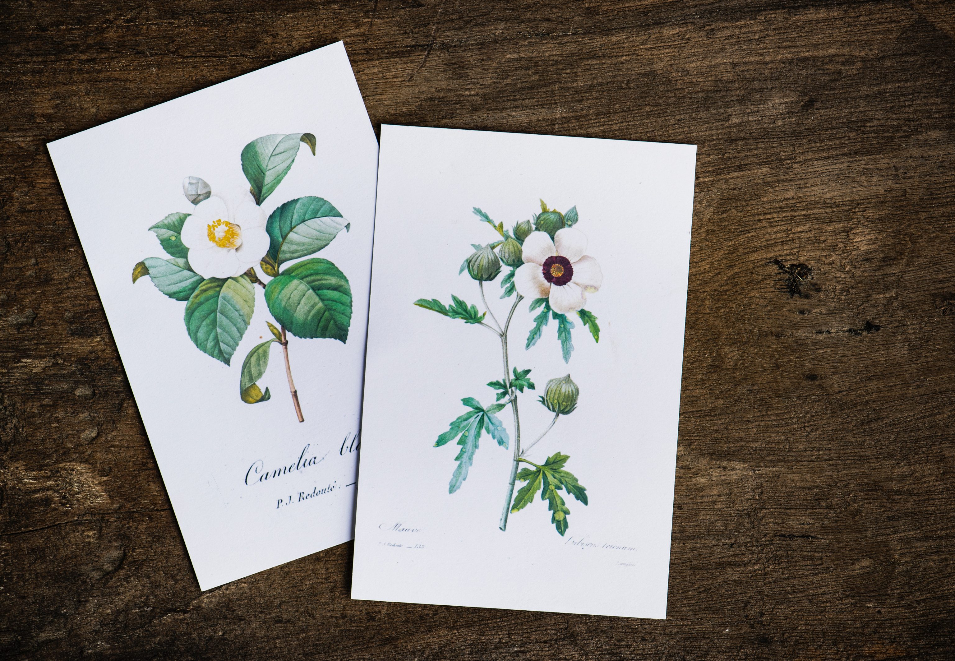 two botanical prints lying side by side