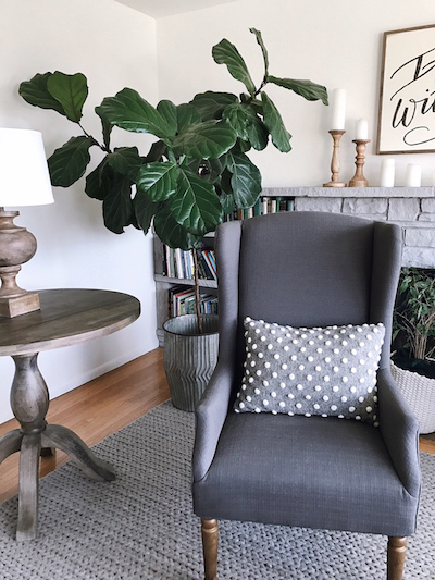 fiddle leaf fig home interior