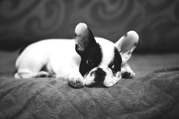 black and white french bulldog on blanket