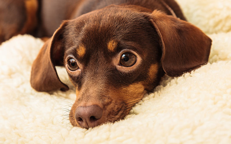 chiweenie dog on white fleece blanket