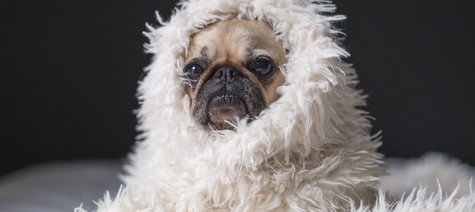content pug wrapped in white furry blanket