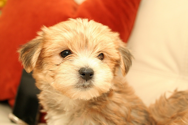 morkie dog with red and white pillows in background
